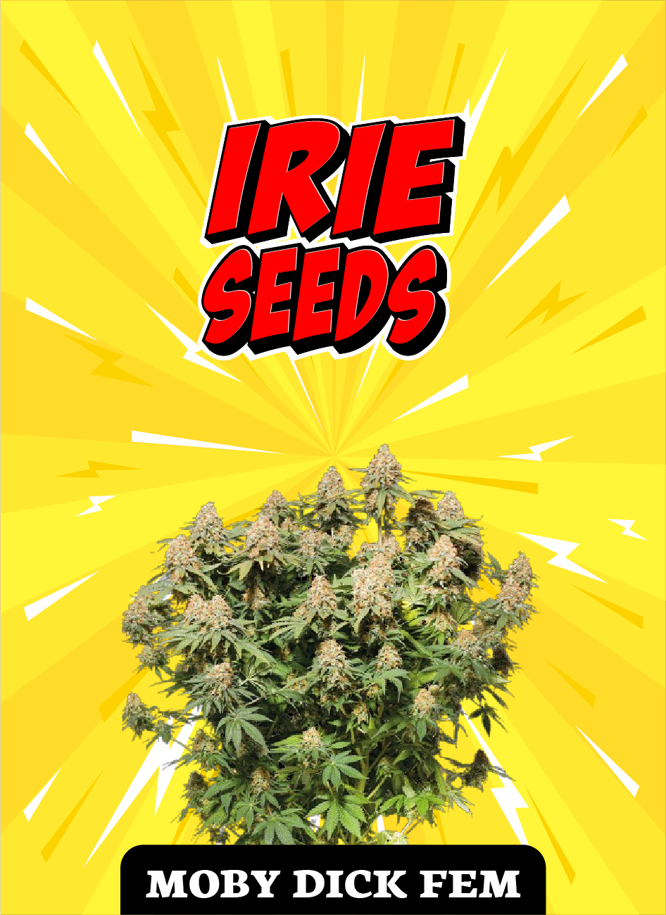 Moby Dick FEM