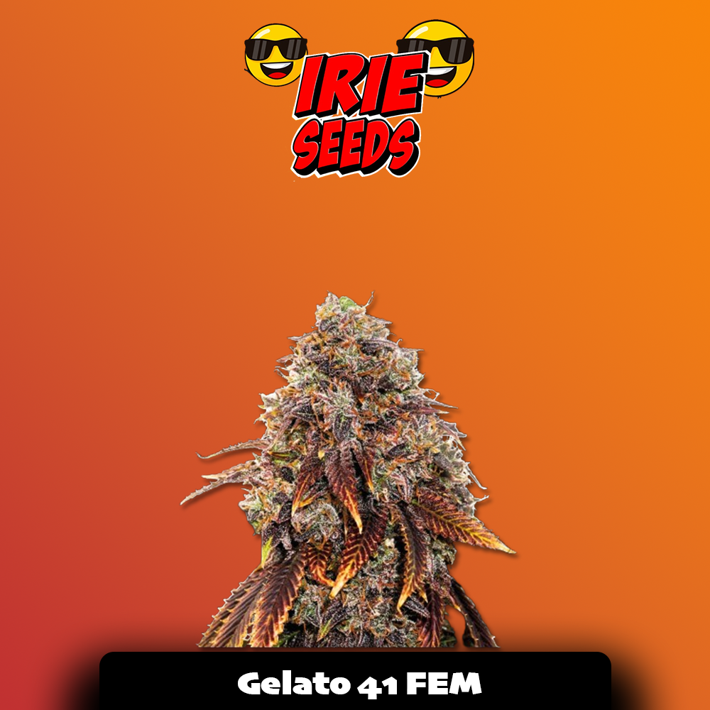 Gelato 41 FEM