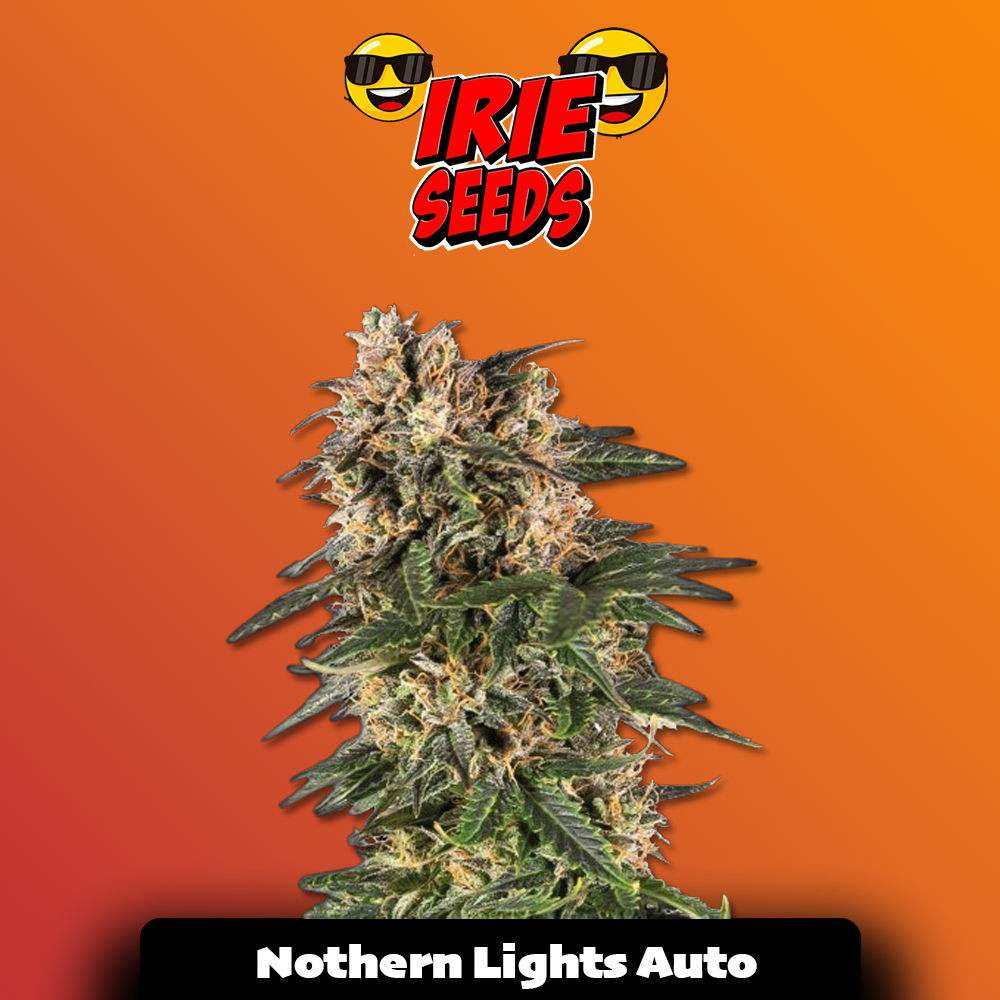 Northern Lights Auto