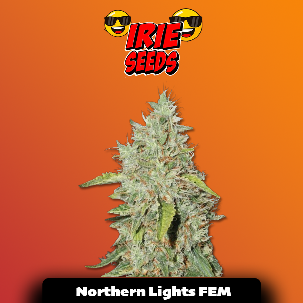 Northern Lights FEM