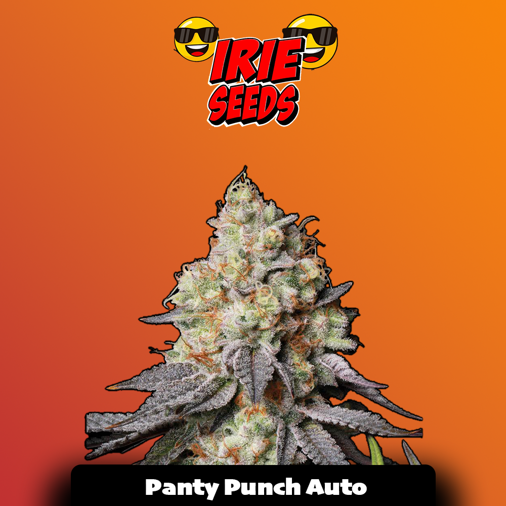 Panty Punch Auto