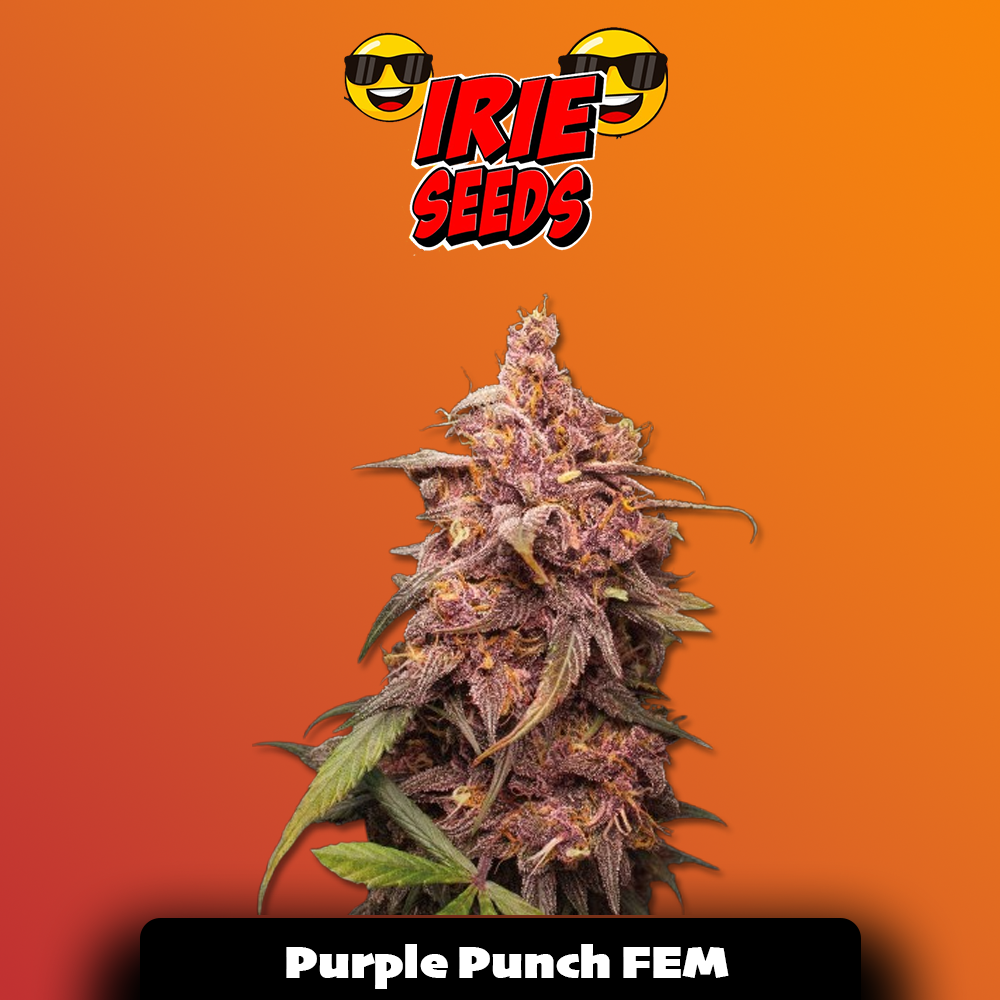 Purple Punch FEM