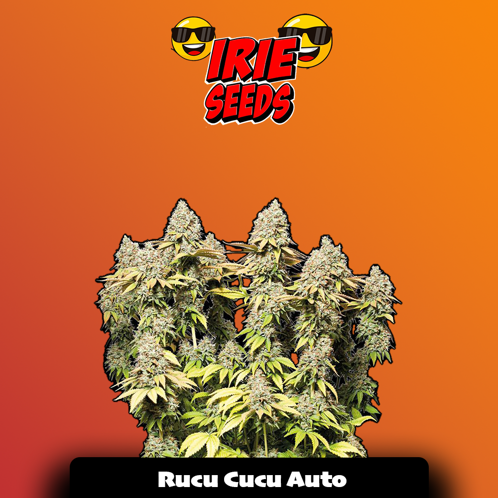 Rucu Cucu OG Auto