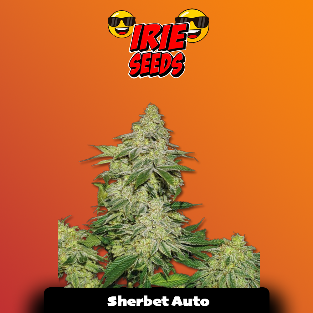 Sherbet Auto
