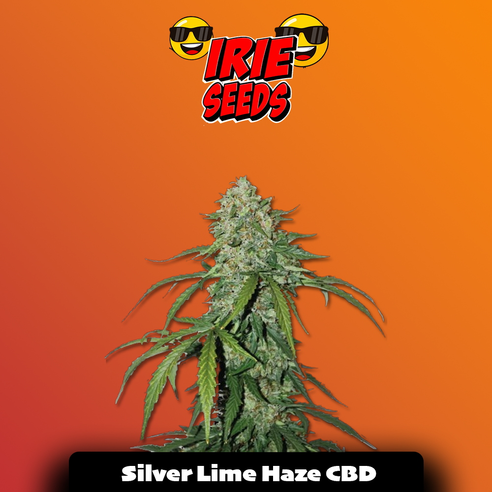 CBD 1:1 Silver Lime Haze Auto