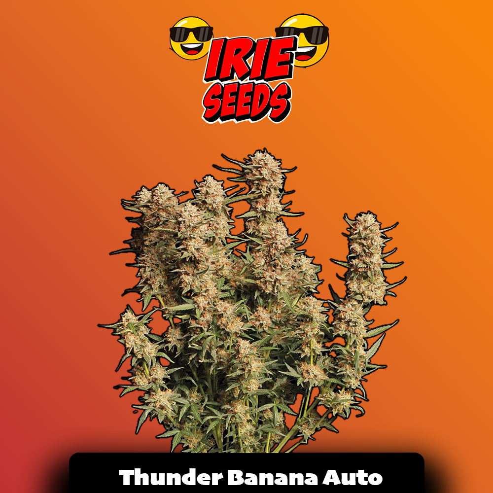 Thunder Banana Auto
