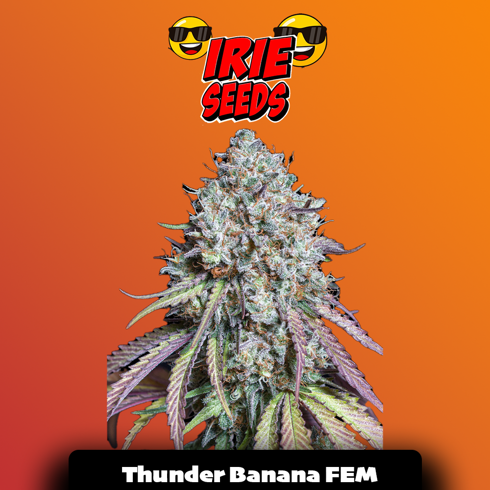 Thunder Banana FEM
