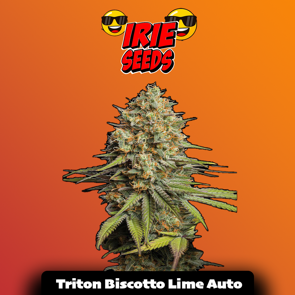 Triton Biscotto Lime Auto