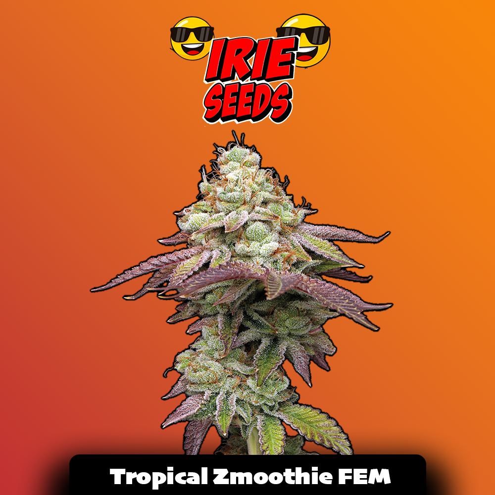 Tropical Zmooothie FEM