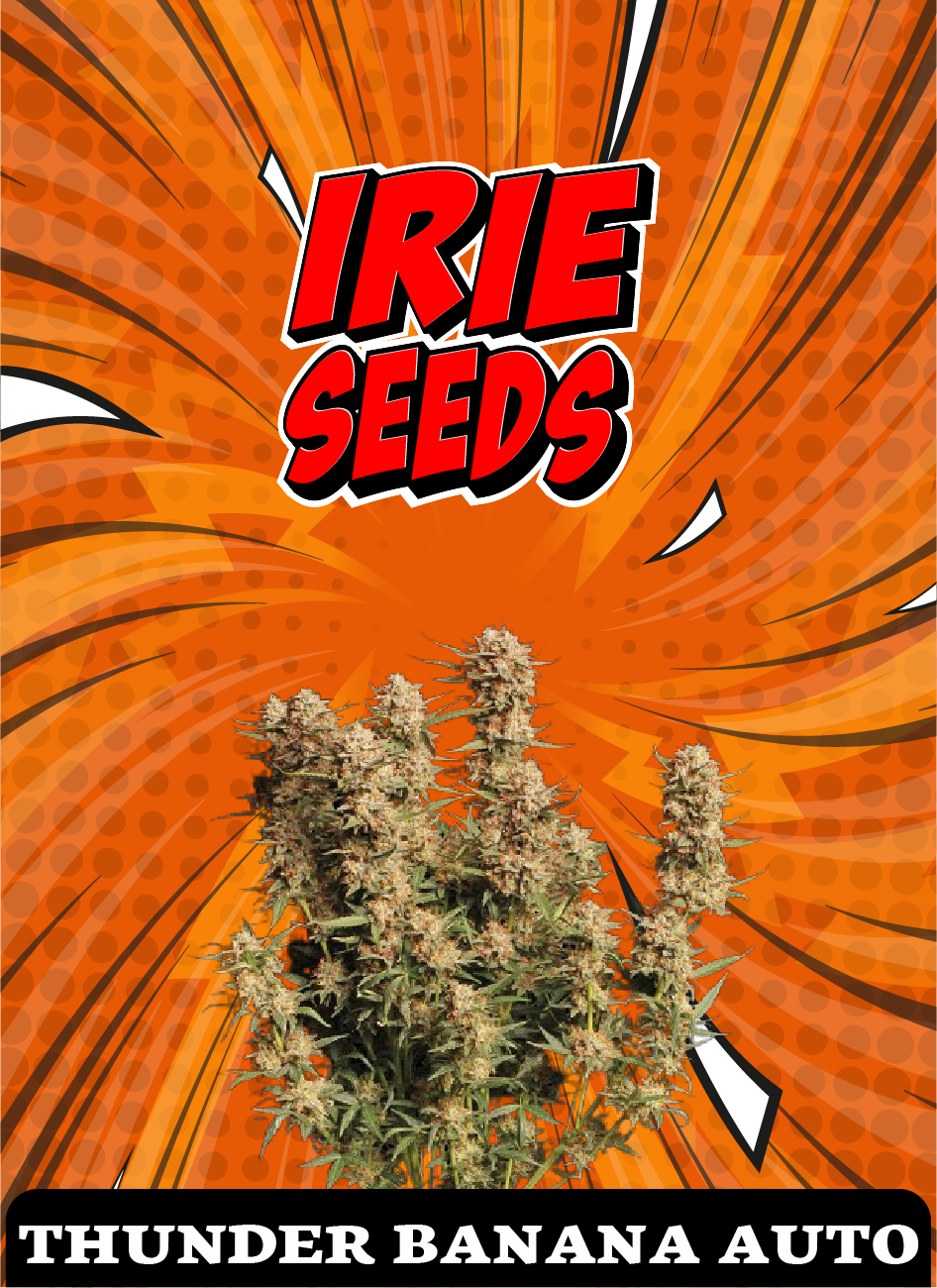 Thunder Banana Auto