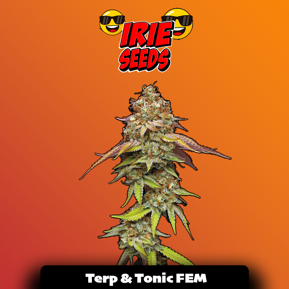 Terp & Tonic FEM