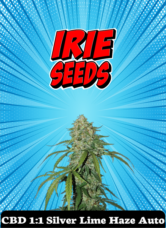 CBD 1:1 Silver Lime Haze Auto