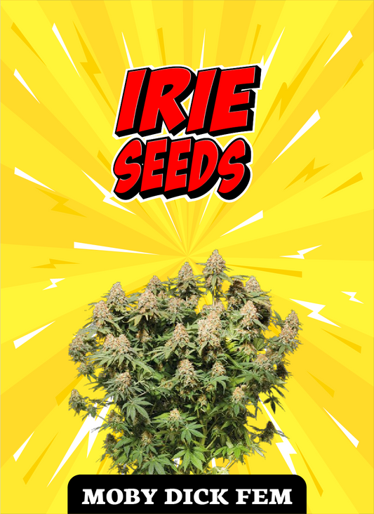Moby Dick FEM