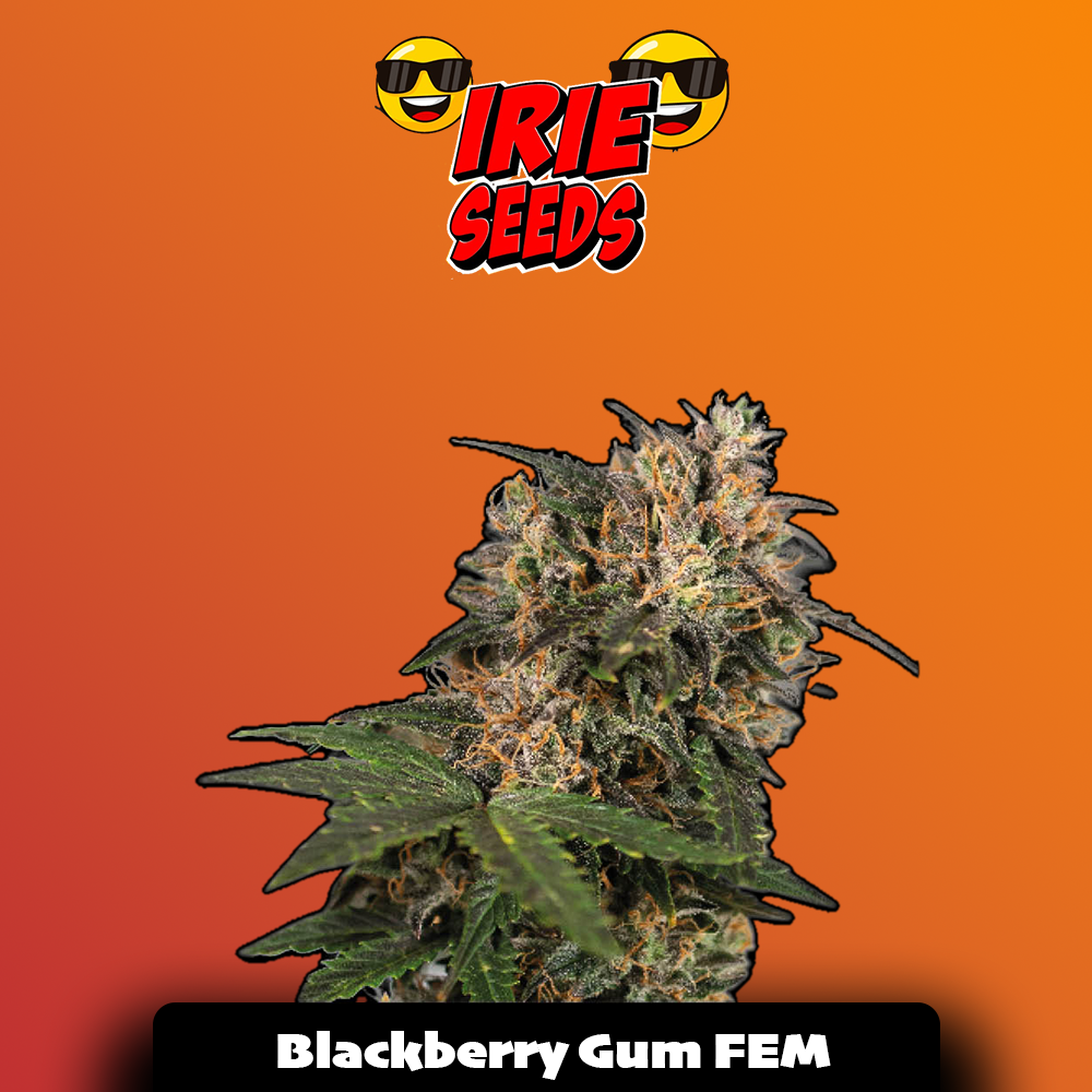 Blackberry Gum FEM
