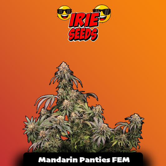 Mandarin Panties FEM