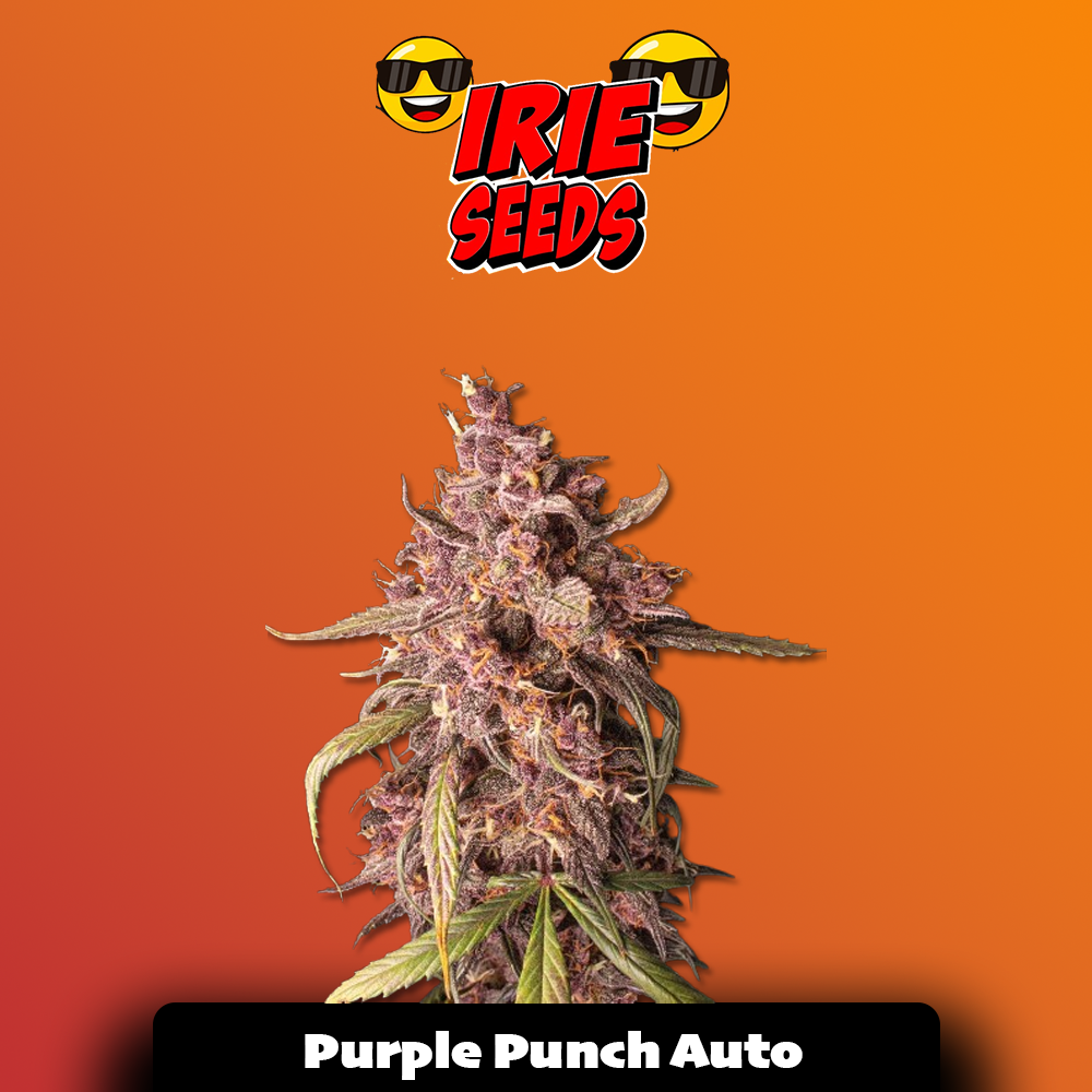 Purple Punch Auto