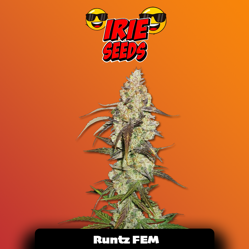 Runtz FEM