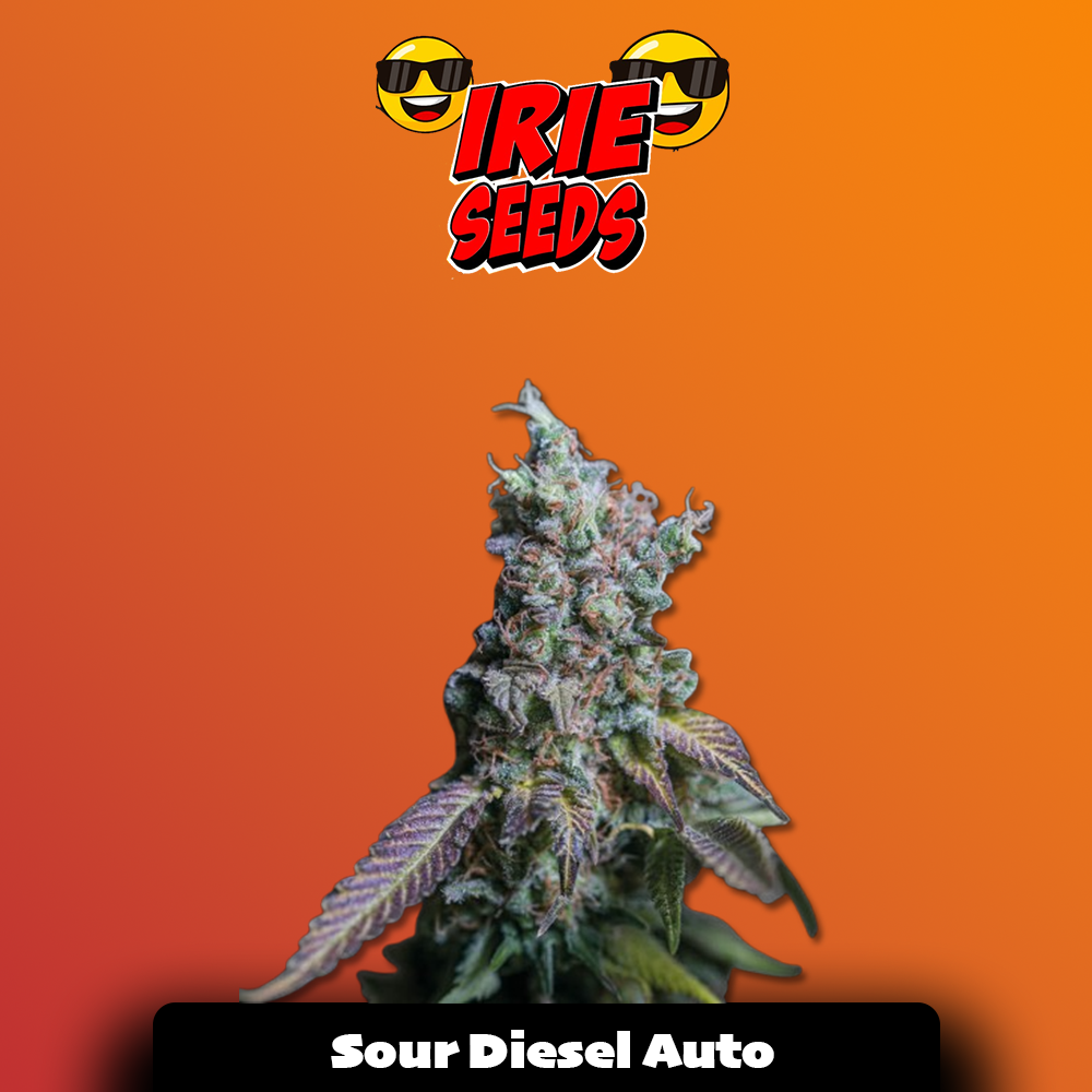 Sour Diesel Auto