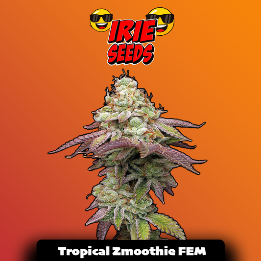 Tropical Zmooothie FEM
