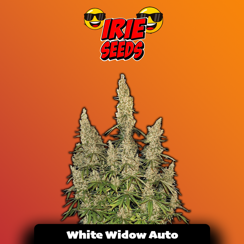 White Widow Auto