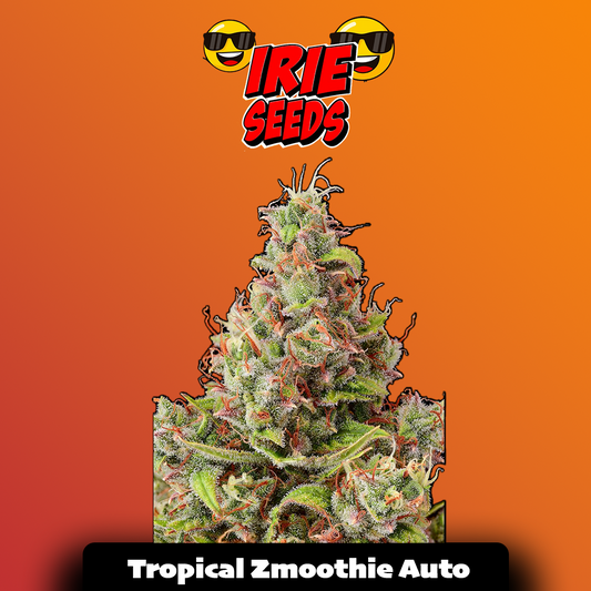 Tropical Zmooothie Auto