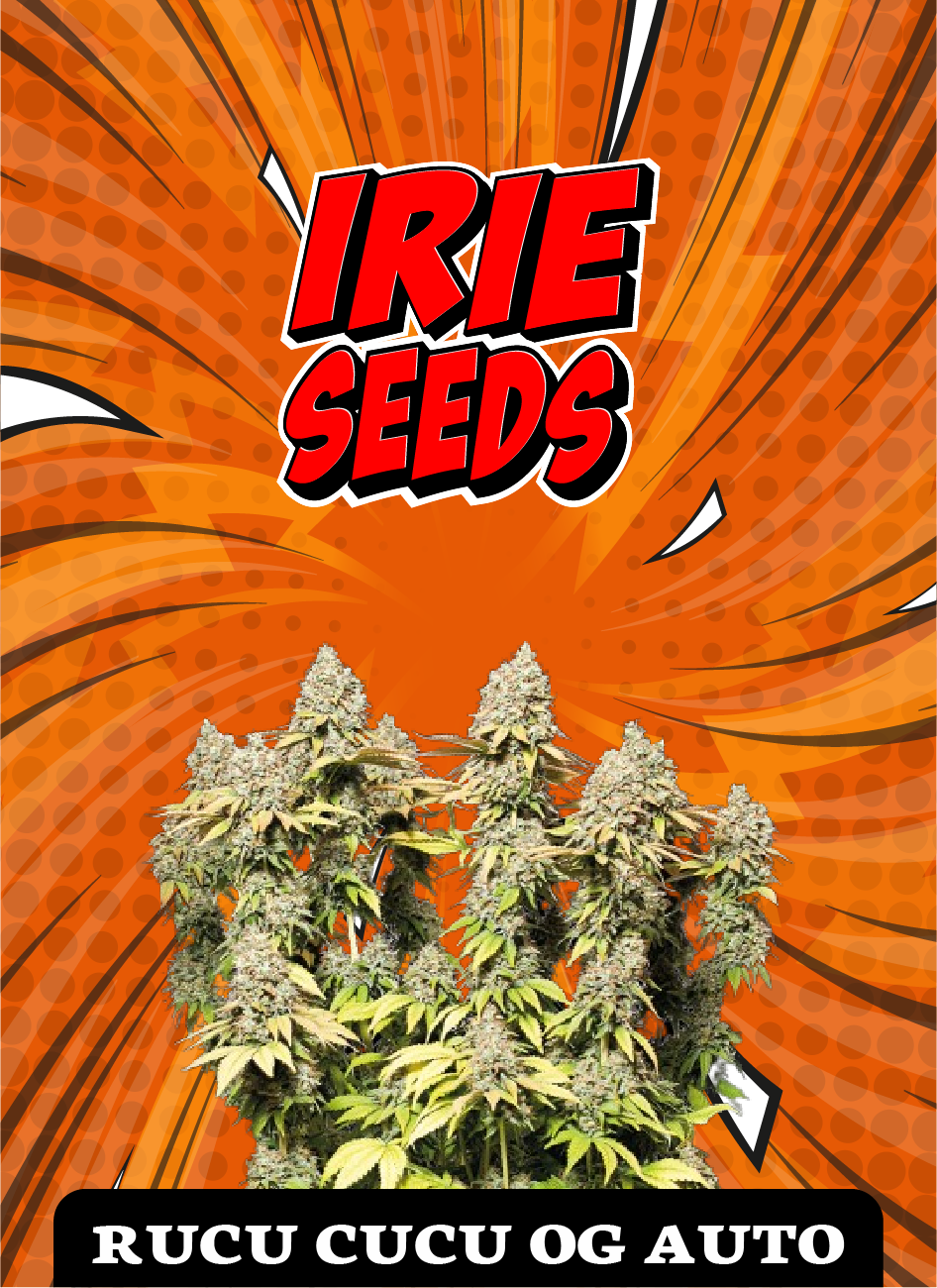 Rucu Cucu OG  Auto