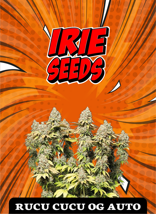 Rucu Cucu OG  Auto