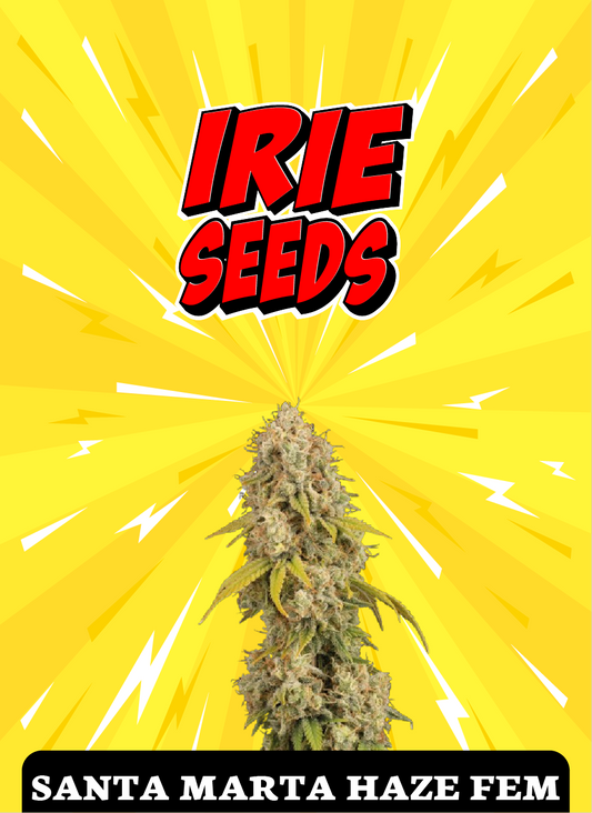 Santa Marta Haze FEM