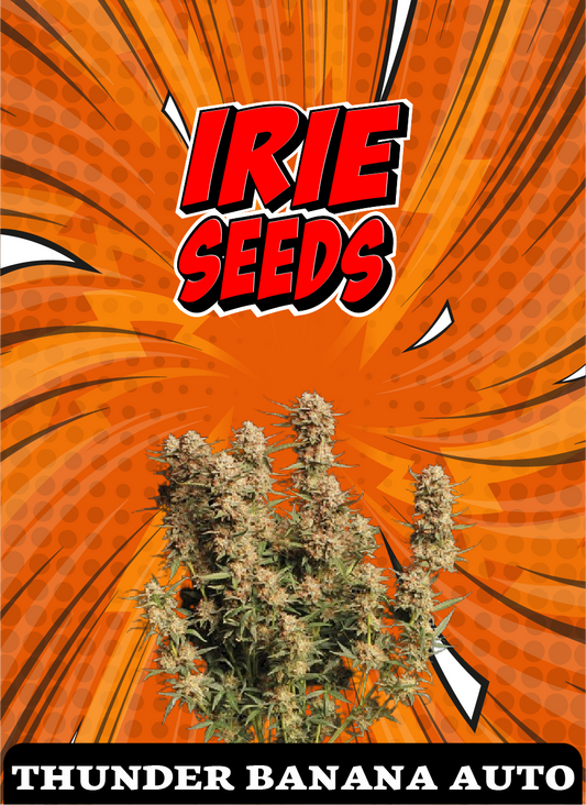 Thunder Banana Auto