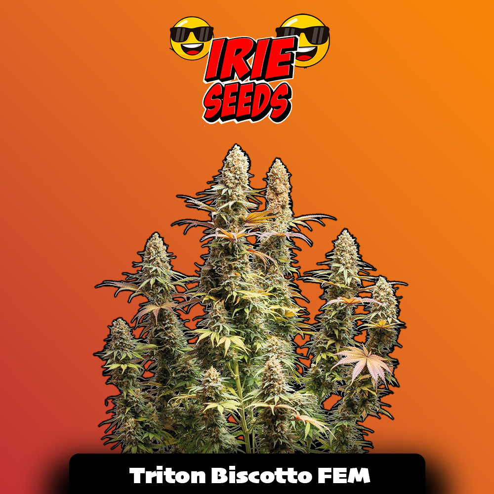 Triton Biscotto Lime FEM